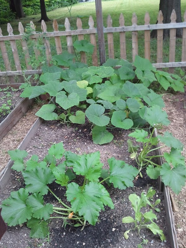 gardening in the boroughs of nyc Pumpkins and Zucchini Plants