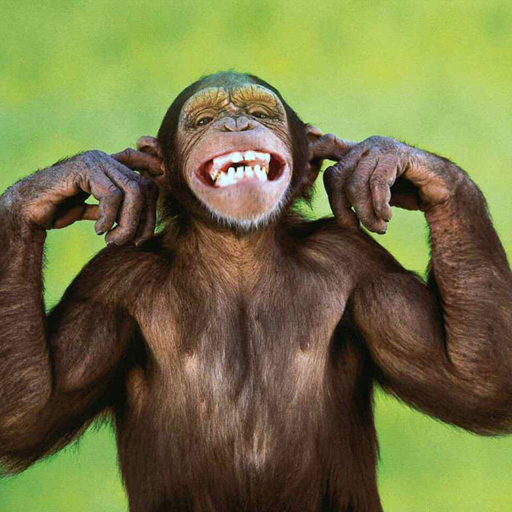 Image Drôle du Net: Photo drôle de singe qui se bouche les