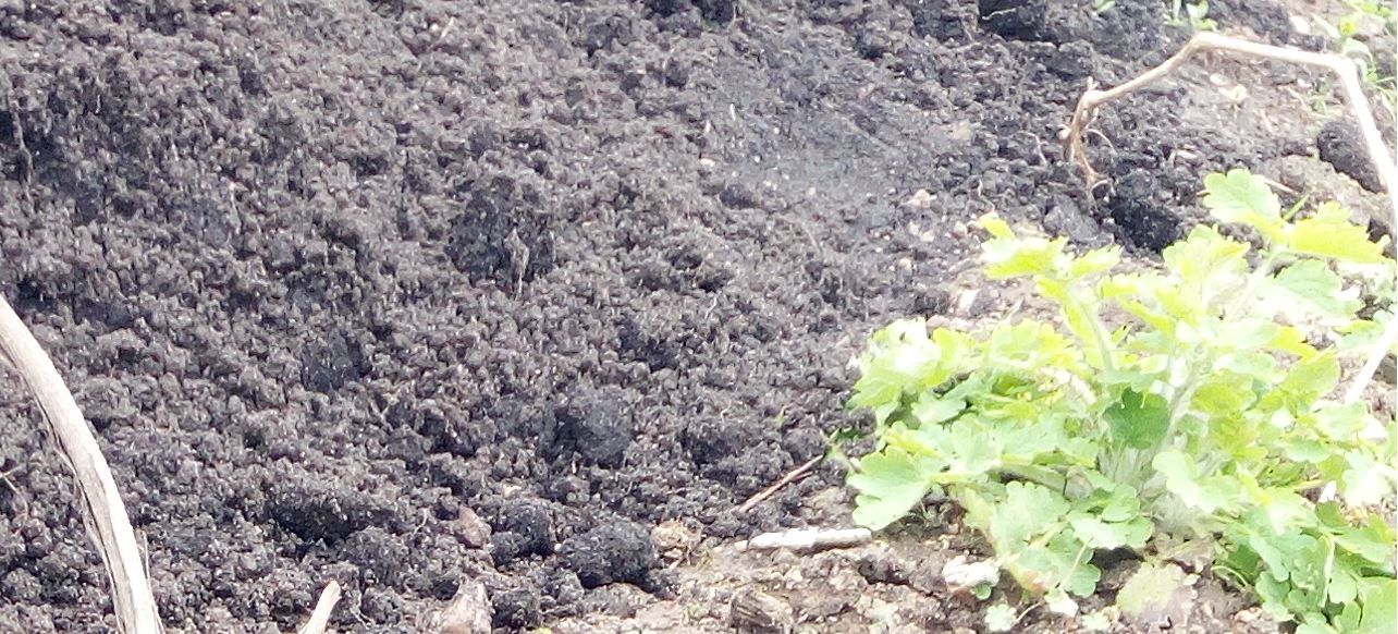 Почва источник питательных веществ для растений. Калуга почвы, плодородие картинки. Плодородие почвы калужской области