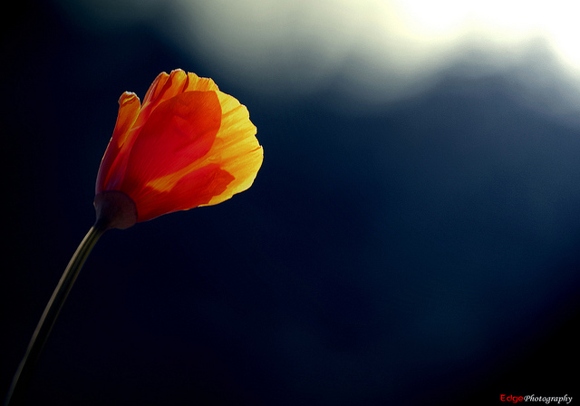 Memahami Darimana Datangnya Rezeki Ustadz Armen Halim