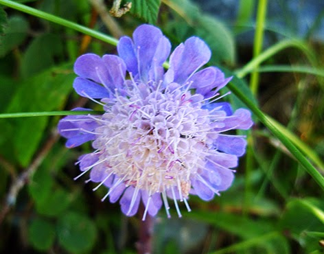 Escabiosa lengua de vaca (Knautia arvensis) flor silvestre azul