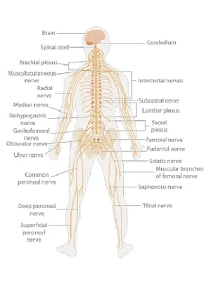 types of nervous system