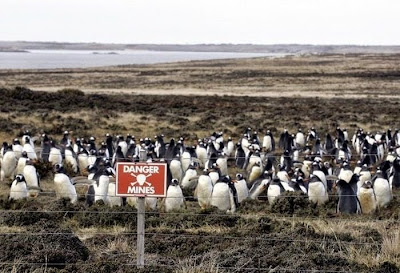 Resultado de imagem para ilhas malvinas e os pinguins