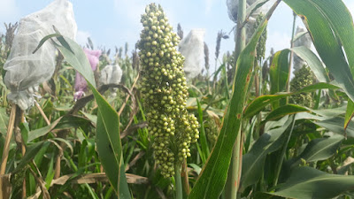 Sorghum Field at IIMR, Hyderabad