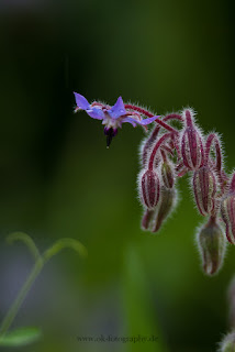 Naturfotografie Wildblumen