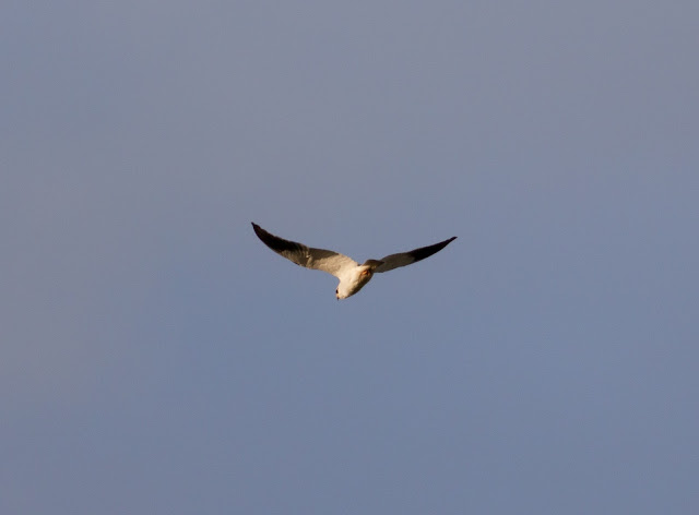 Black-shouldered Kite - Portugal