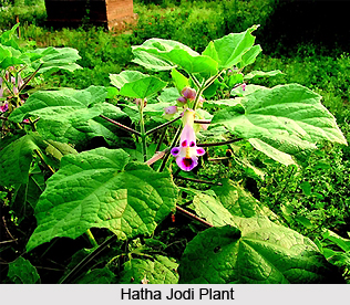 Image result for अतिबला (Horndeameaved Sida) या खिरैटी