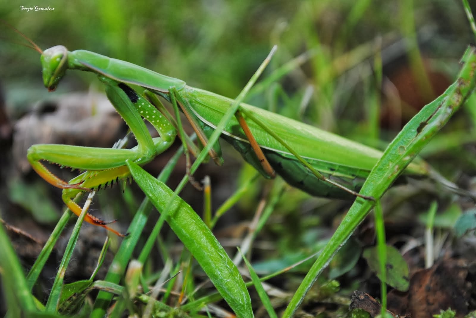 O Louva-a-Deus - Mantodea.