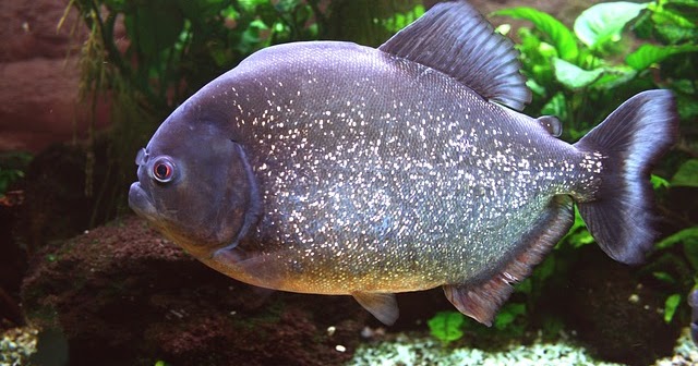 6 Tips Memelihara Ikan Predator Dan Beberapa Hal Yang Harus