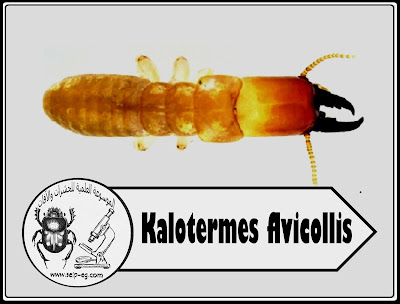 Kalotermes flvicollis