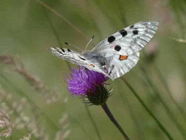 Der Schmetterling auf dem Berg – Fabel Multatuli Der Schmetterling auf dem Berg – Fabel Multatuli