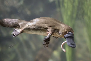 World first platypus sanctuary to be built in Australia