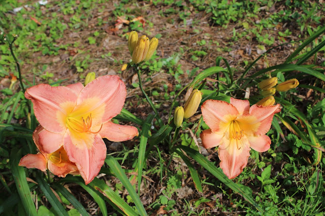 two peach chamonix lilies