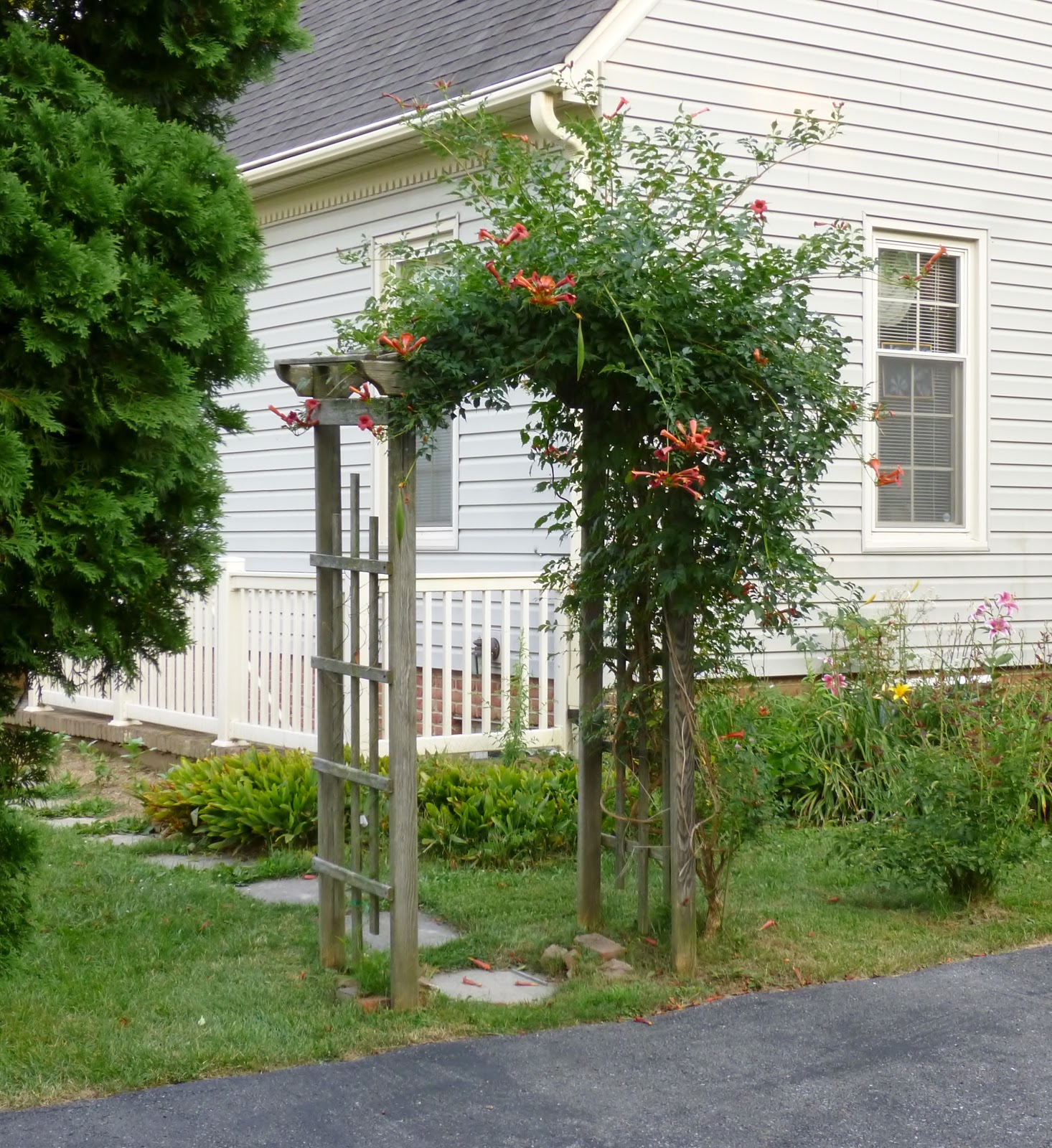 REFLECTIONS Backyard Trumpet Vine 2017