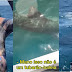 Homem vai nadar com "tubarão-baleia" e descobre tarde demais que era um tubarão-branco