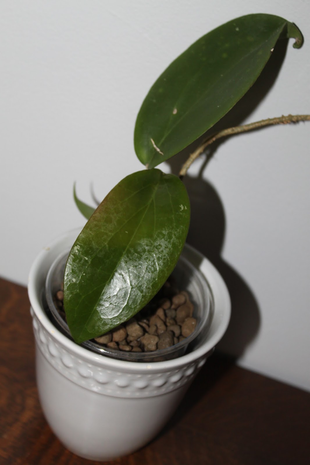 Hoyapassion: Z cyklu NOWOŚCI 2016 - Hoya 'Dossy'