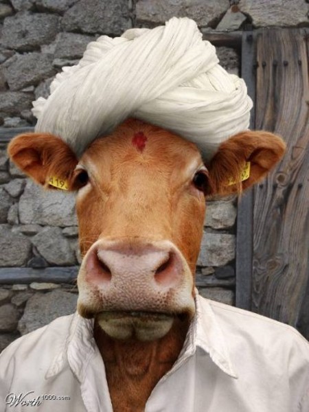 Cool Pictures: Very Creative and Funny cow Images