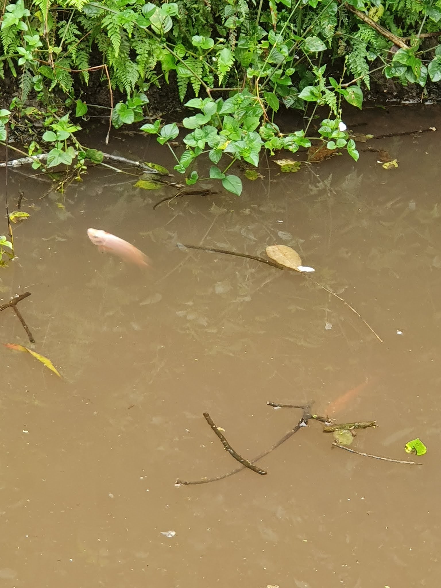 Warisan Petani Bela Ikan Tilapia
