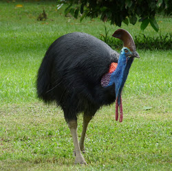 cassowary facts info ostrich bird australian emu birds australia deadly animals animal claws human flightless been dangerous related