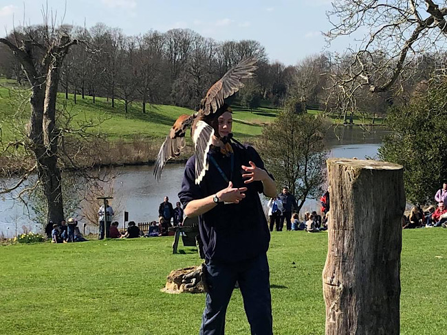 Falconry display at Leeds Castle in Spring