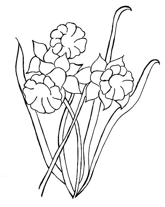 daffodil flower coloring pages - photo #5