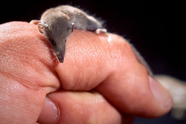 Etruscan Shrew belong to the list of the smallest animals in the world.