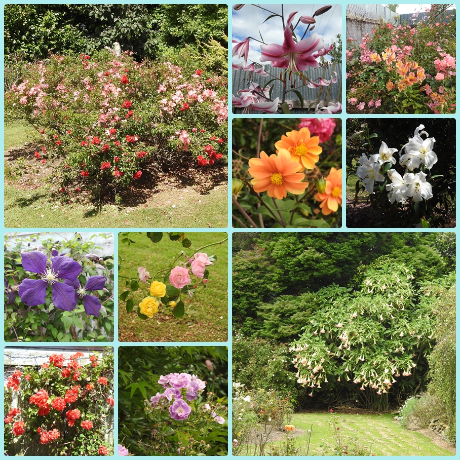 photographing New Zealand flowers