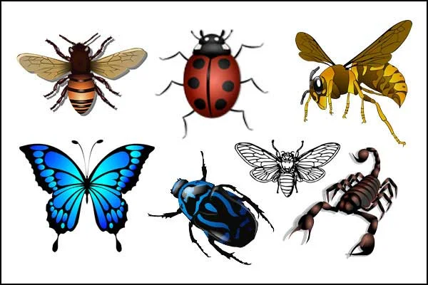 أسماء الحشرات بالفرنسية