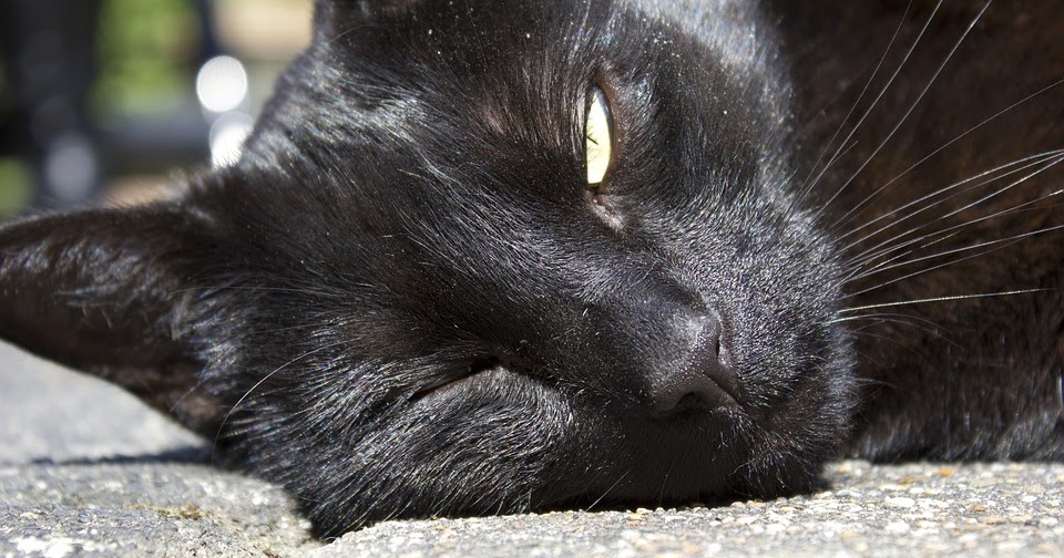 How to Help Your Cat Keep Cool in the Summer Heat