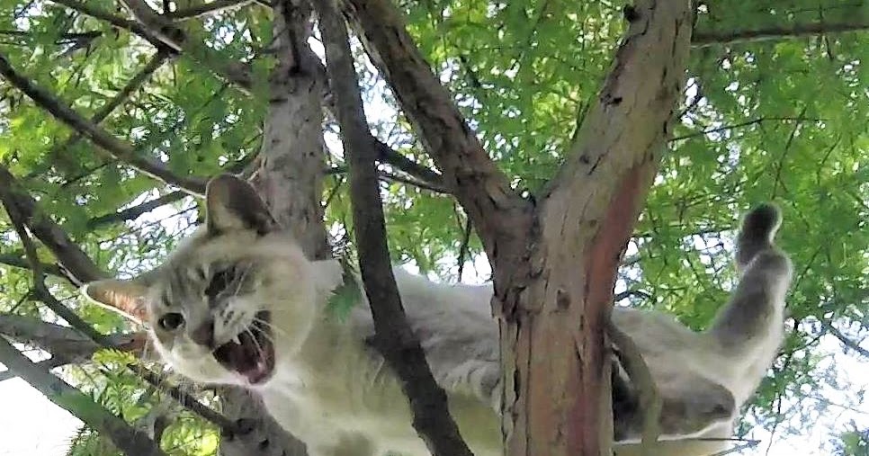 Cat Stuck in a Tree? Cat stuck in a tree?