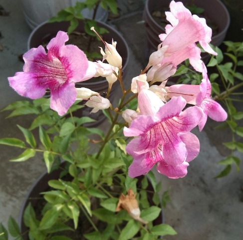 Tecoma pink