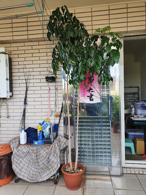 海南菜豆樹