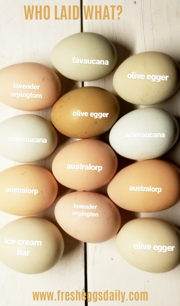 Chicken Breed Egg Color Chart