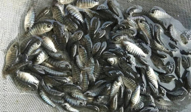 Inilah Tempat Supplier Jual Ikan Nila Bibit dan Konsumsi di Tanjung Selor, Kalimantan Utara