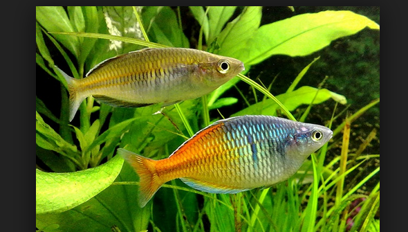 Budidaya Ikan Rainbow Boesemani