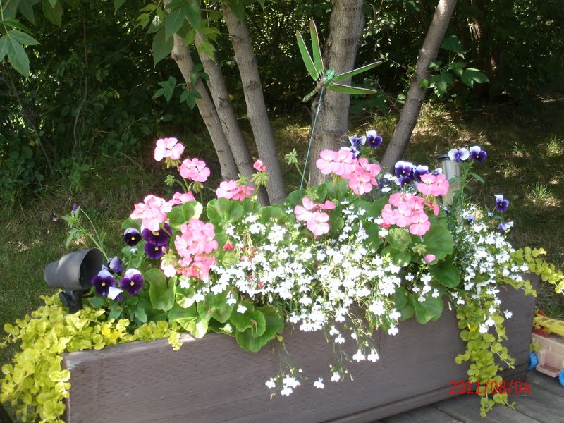 Carola�s Alberta Garden 2019 Dahlias, Lilies and Pests