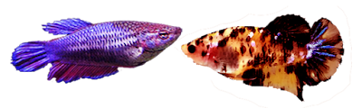 Perbedaan Ikan Cupang Jantan dan Betina