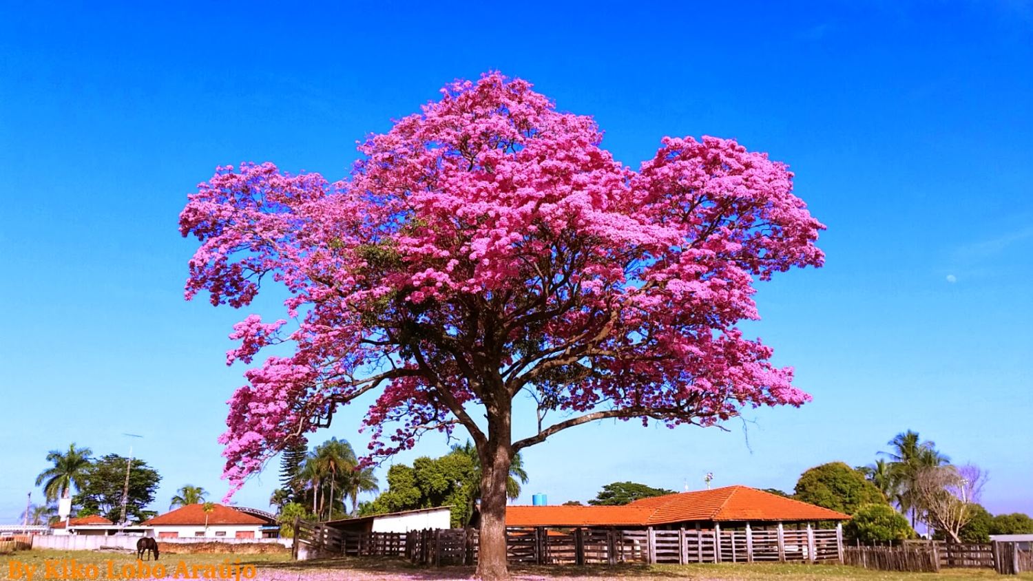 O FLORESCIMENTO DOS IPÊS