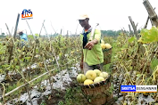 Manfaatkan Musim, Petani Sukses Kembangkan Budidaya Melon