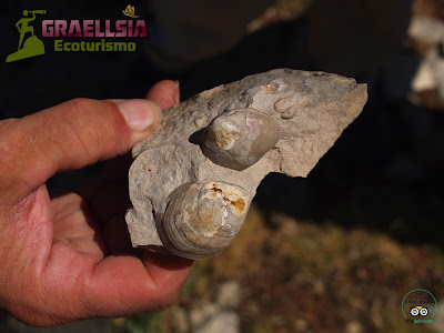 Fósiles en la Sierra de Albarracín Fósiles en la Sierra de Albarracín