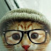 Facebook Timeline Cover Animals - Cat Wears Cap