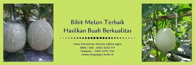 benih melon,bibit melon,budidaya melon,buah melon,usaha pertanian,usaha tani,petani,pertanian,lmga agro