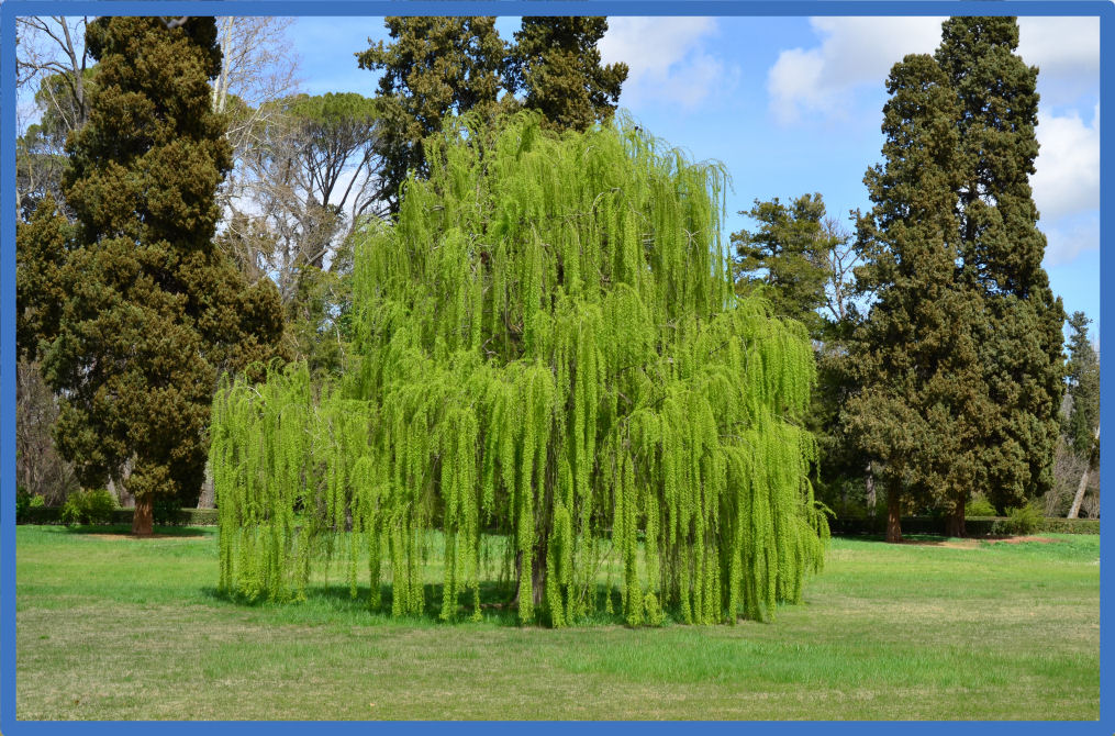 Con "A" de Alergia (Blog Oficial de AlergoMálaga) Alergia a los