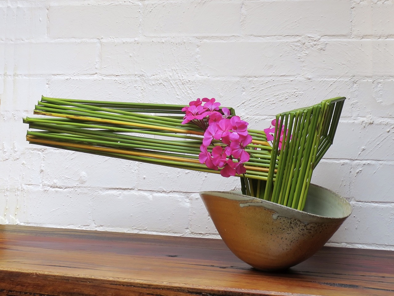 Future Plants By Randy Stewart Escallonia