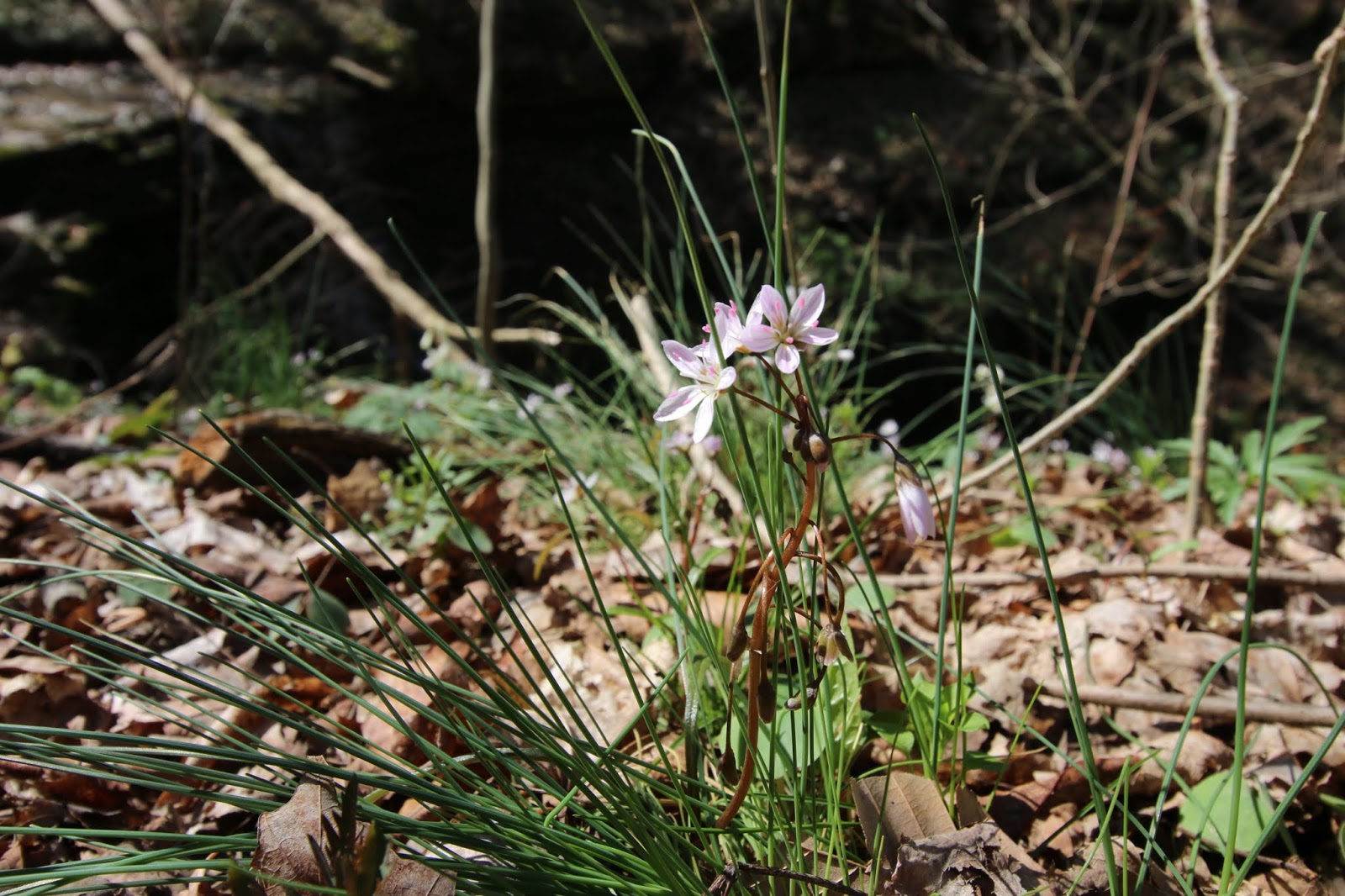 PA Wildflower Hotspot Guide 35+ Wildflower Destinations in