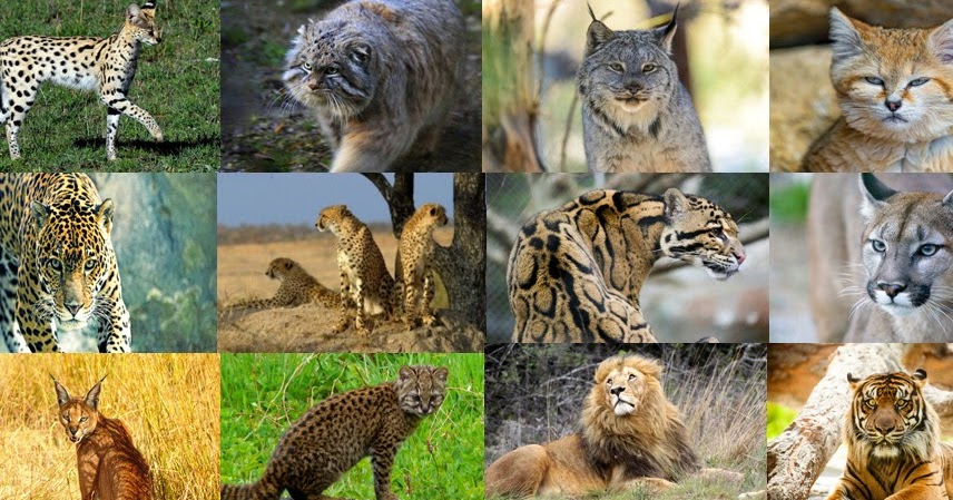 species of big cats