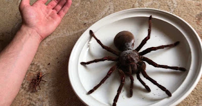 Goliath birdeater Size, Bite, Pet, Facts, handling