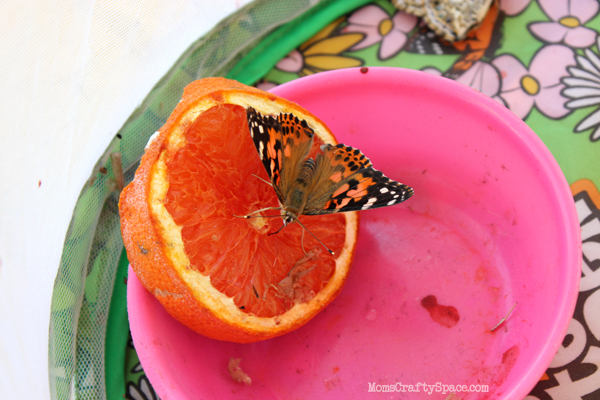 butterfly on orange slice