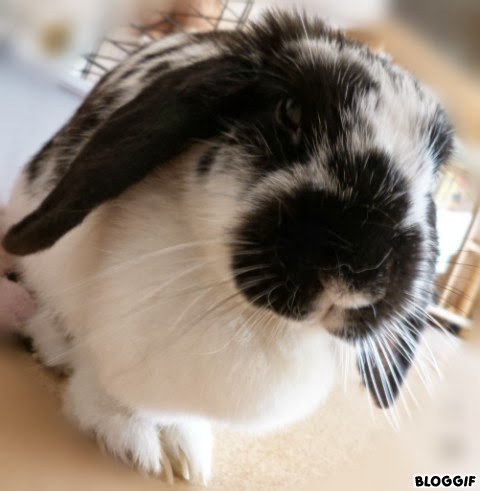 Mon lapin malin aime les carottes bio: agar-agar