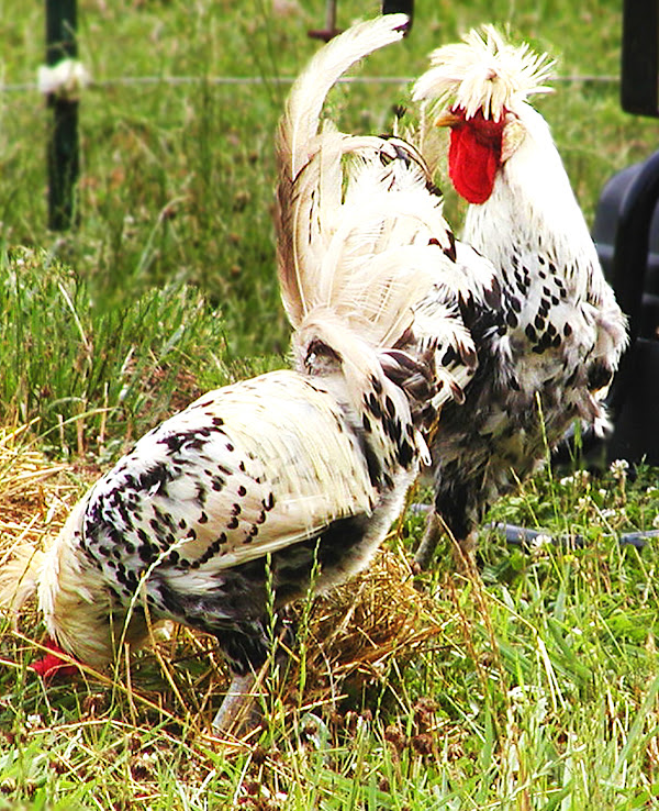 appenzeller spitzhauben chicken, appenzeller spitzhauben chickens, silver spangled appenzeller spitzhauben, appenzeller spitzhauben hatching eggs, appenzeller spitzhauben chicken characteristics, appenzeller spitzhauben chicken behavior, appenzeller spitzhauben chicken temperament, appenzeller spitzhauben chicken facts, appenzeller chicken, appenzeller chickens, appenzeller spitzhauben chicken eggs, appenzeller spitzhauben chicken color, appenzeller spitzhauben chicken eggs color